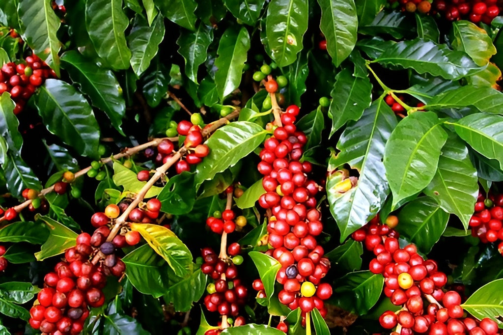 Behind the Beans: How Paul John Caffeine Brings the Best Indian Coffee to You