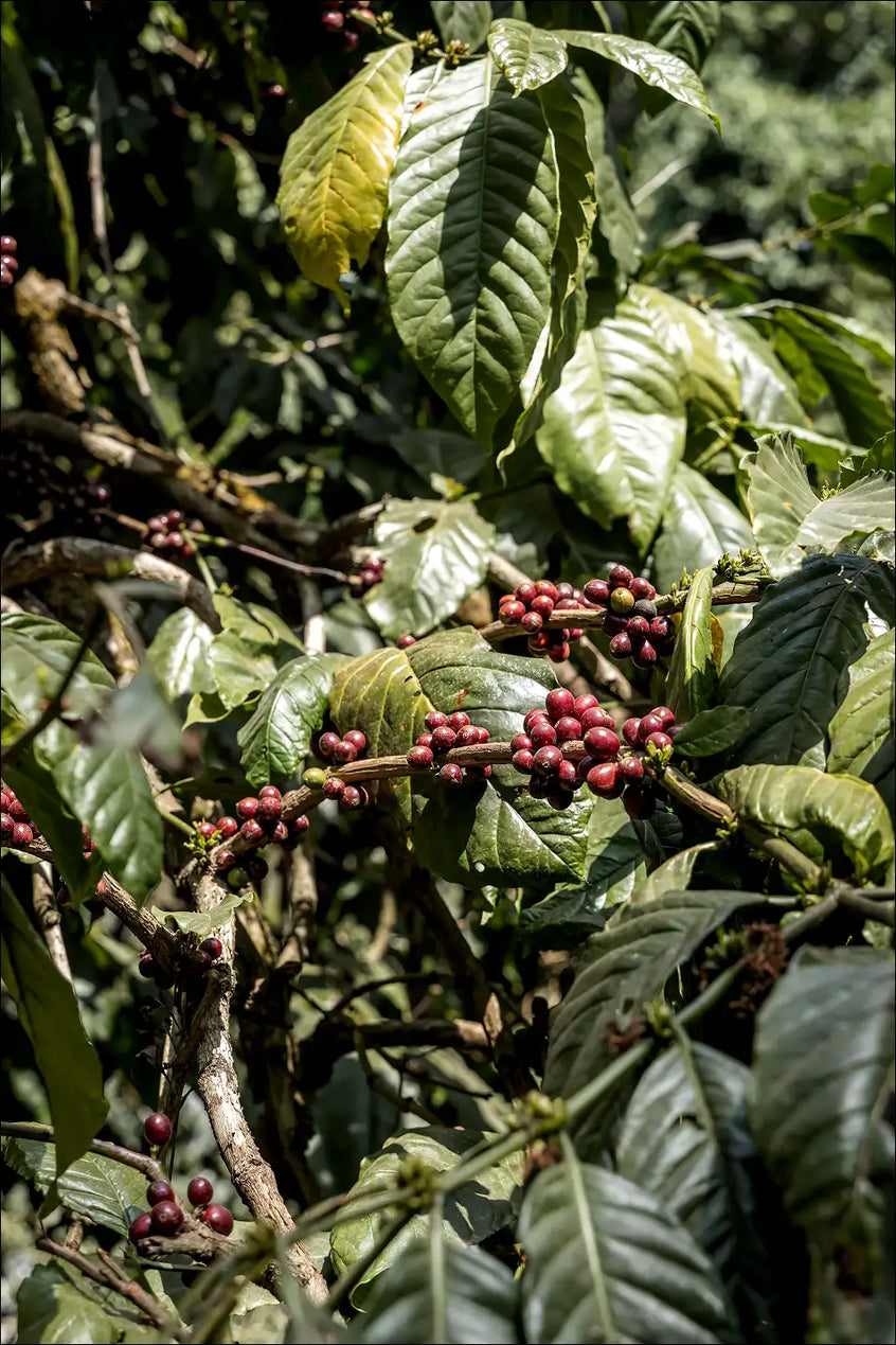 From Coorg's Misty Hills to Your Cup