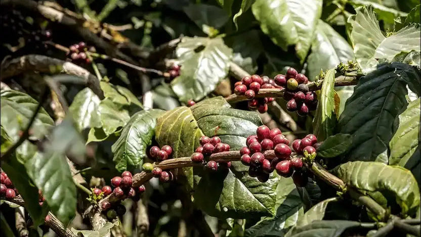 From Coorg's Misty Hills to Your Cup