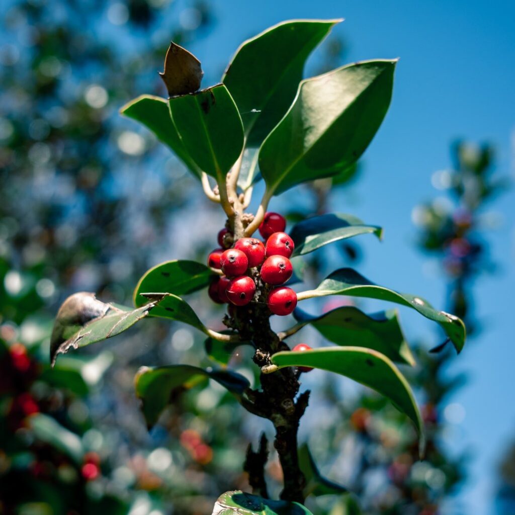 raw coffee beans on a branch