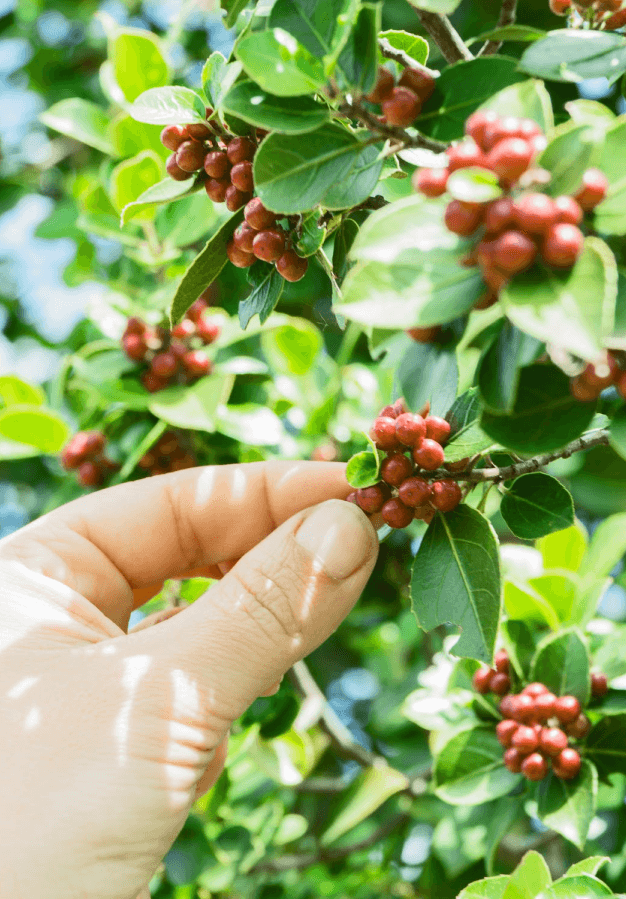 raw coffee beans